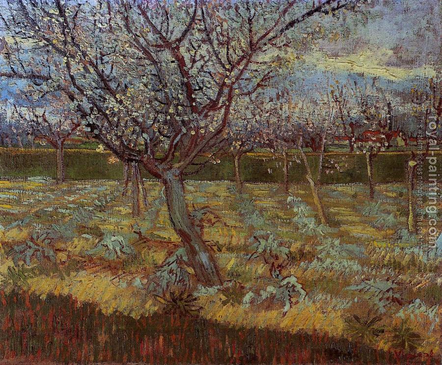 Vincent Van Gogh : Apricot Trees in Bloom